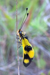 Schmetterlingshaft - Libelloides macaronius