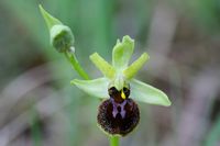 Spinnenragwurz - Ophrys sphegodes