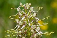 Bocksriemenzunge - Himantoglossum hircinum