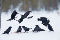Kolkrabe - Corvus corax