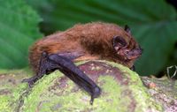 Rauhhautfledermaus - Pipistrellus nathusii