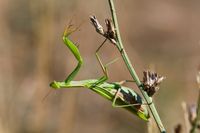 Gottesanbeterin, Weibchen - Mantis religiosa