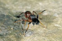 Ameisenspringspinne - Myrmarachne formicaria