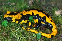 Feuersalamander - Salamandra salamandra
