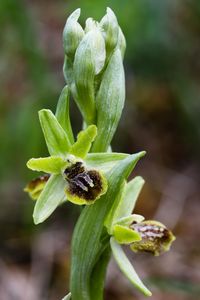Kleine Spinnenragwurz - Ophrys araneola