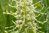 Bocksriemenzunge - Himantoglossum hircinum