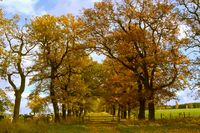 Eichenallee Beberbeck im Wandel der Jahreszeiten - Herbst