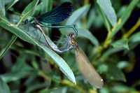 Blaufl&uuml;gel-Prachtlibelle, Paarungsrad - Calopteryx virgo