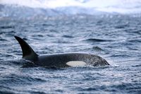 Schwertwal - Orcinus orca