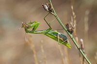 Gottesanbeterin, Weibchen - Mantis religiosa