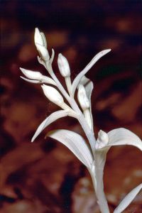 Wei&szlig;es Waldv&ouml;glein, Albino - Cephalanthera damasonium
