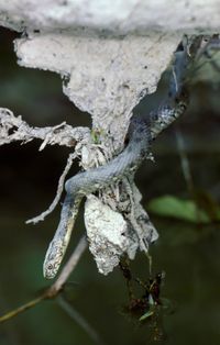 Vipernnatter - Natrix maura