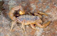 Gelber Skorpion - Buthus occitanus