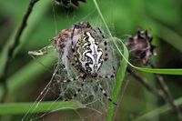 Eichblattradnetzspinne - Aculepeira ceropegia