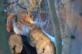 01-Januar-Luchs